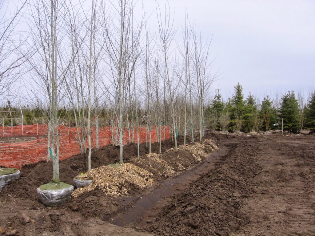 Balled, bare-branched trees lined up for planting at Trees Inc - Wyoming in Jackson, WY