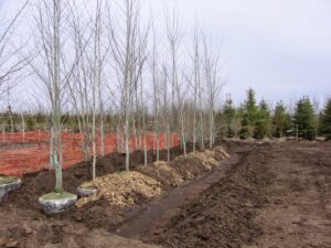 Balled, bare-branched trees lined up for planting at Trees Inc - Wyoming in Jackson, WY