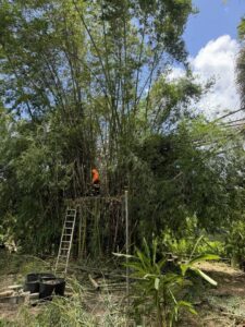 A worker on a ladder performing extensive trimming of a tall bamboo grove by City Green Care Inc. in Honolulu, HI.