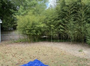 A residential yard with dense bamboo overgrowth, before removal by Bayview Tree Service in Poquoson, VA.