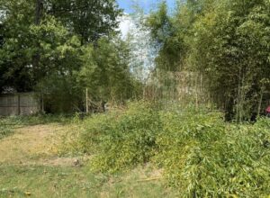 A residential yard with bamboo partially cut down and piles of removed bamboo, showing work in progress by Bayview Tree Service in Poquoson, VA.