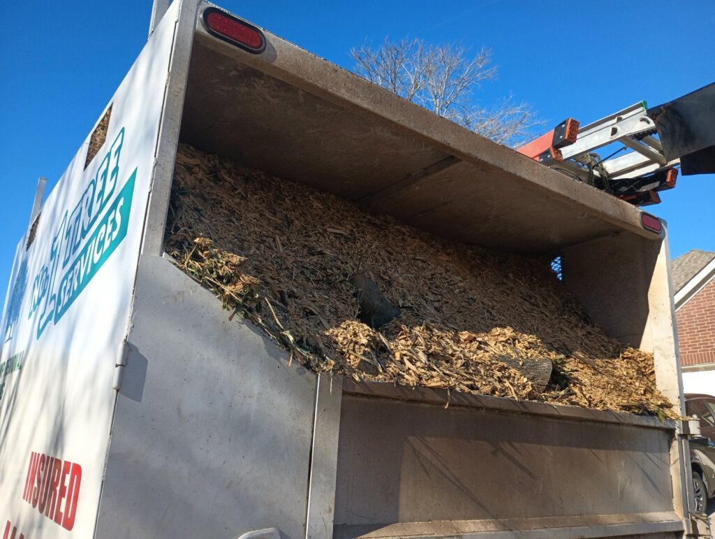 Bare trees with a ladder leaning against one, indicating tree pruning or removal work by Lion Tree Service in Dallas, TX.