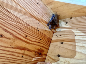 A bat infestation with droppings visible on wooden beams in a crawl space, a common issue addressed by Crawlspace Medic of Charlotte, NC.