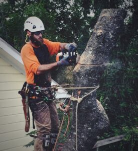 A bearded arborist in safety gear using a chainsaw to cut a large tree trunk section, performed by The Tree Amigos in Austin, TX.