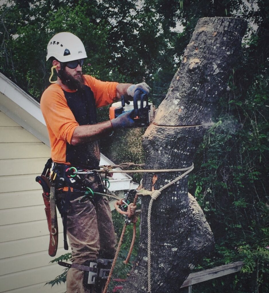A bearded arborist in safety gear using a chainsaw to cut a large tree trunk section, performed by The Tree Amigos in Austin, TX.