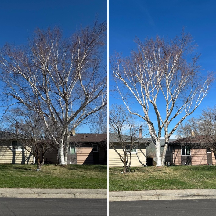 Before and after comparison of a birch tree after professional pruning by TW Tree Service in Lewiston, ID.