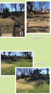 Before and after photos of an overgrown backyard cleared of brush and small trees by CRAB Tree Service in St. Charles, MO.