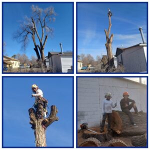 Before and after photos showing extensive brush and tree clearing by Nick's Tree Service in Wichita, KS, transforming an overgrown area.