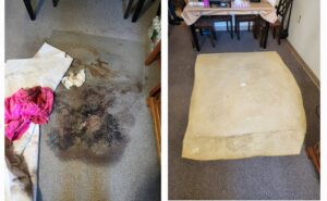 Before and after of carpet biohazard removal and cleanup by Biohazard PRO in Boston, MA.