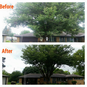 Before and after a large tree trimming service in front of a house by Trowbridge Tree Service in Bath, MI.