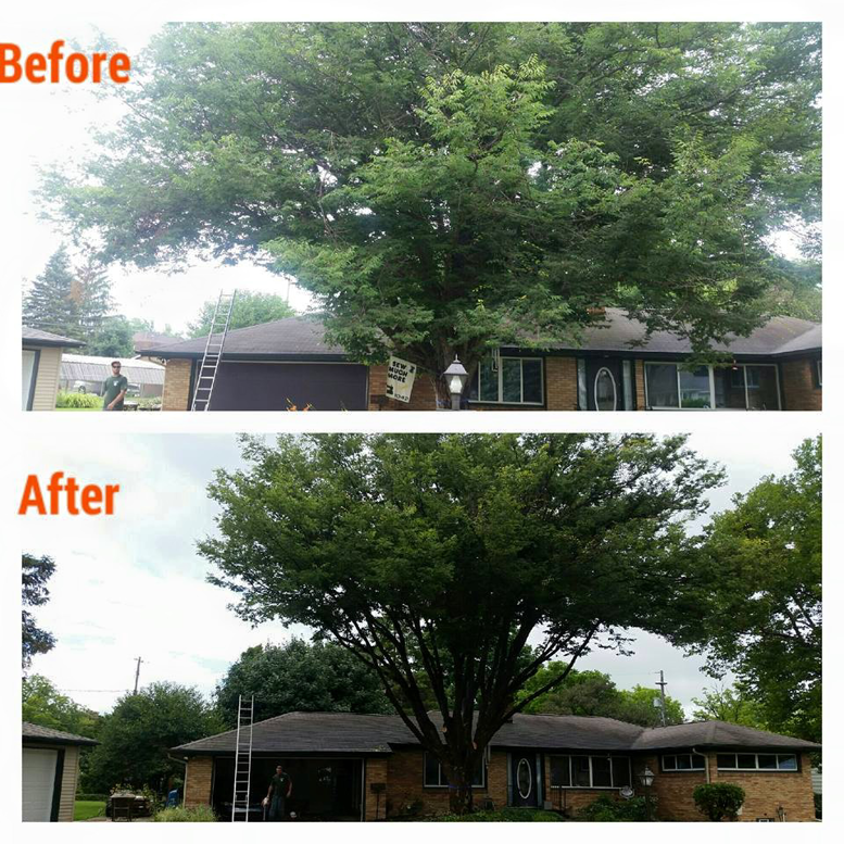 Before and after a large tree trimming service in front of a house by Trowbridge Tree Service in Bath, MI.