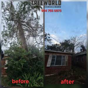 Before and after photos of an overgrown tree and bushes cleared from a house by TreeWorld in Jacksonville, FL.