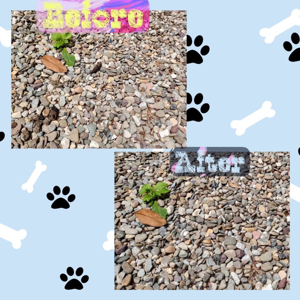 A before and after comparison showing a gravel area with pet waste before cleanup and the same area spotless after service by They Poop We Scoop in Lewes, DE.