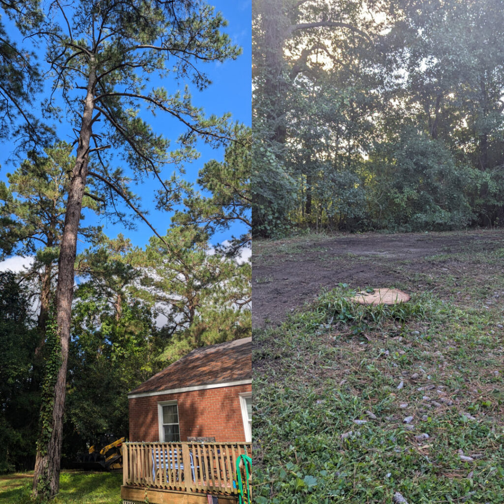 A before and after comparison showing a tall pine tree removed, leaving a cleared area and stump by TREE Masters Expert Tree Care in Wilmington, NC.