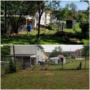 Before and after photos showing successful tree and brush clearing by Rothman Tree Service in Des Moines, IA.