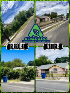 Before and after view of tree and bush trimming service by Alvarado Lawn Care & Tree Service in San Antonio, TX