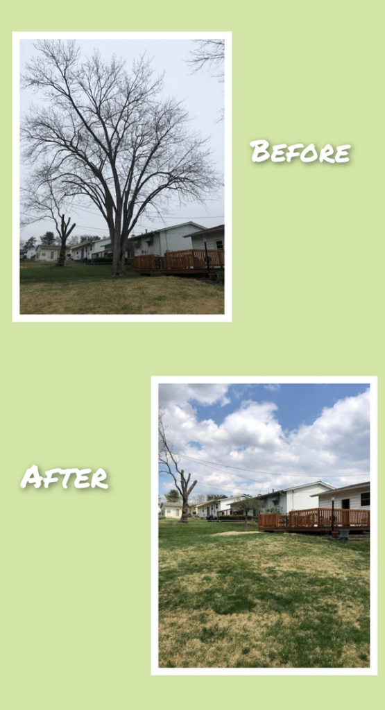 Before and after photos illustrating professional tree pruning and branch removal by CRAB Tree Service in St. Charles, MO.