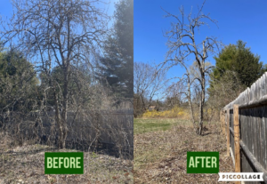 A before and after comparison of tree pruning services by Lichen Trees in Brattleboro, VT.