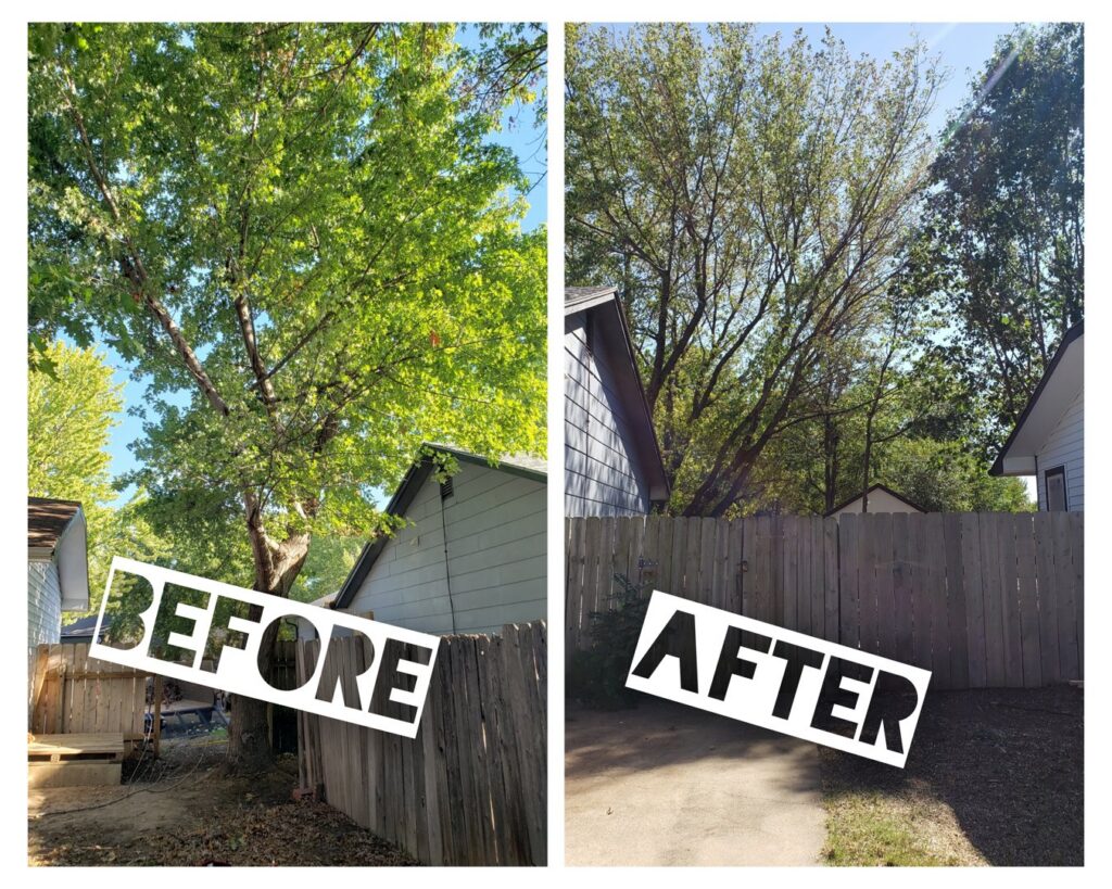 Before and after photos showing a tree expertly pruned by Nick's Tree Service in Wichita, KS, improving its shape and health.