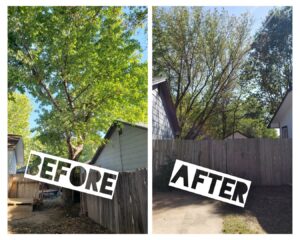 Before and after photos showing a tree expertly pruned by Nick's Tree Service in Wichita, KS, improving its shape and health.
