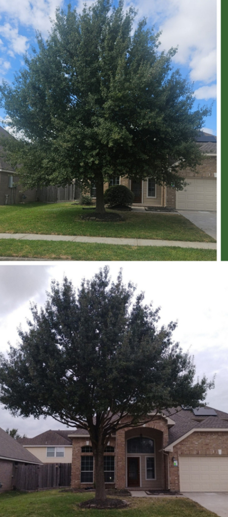 Before and after photos showing a tree expertly pruned and shaped by Ash Tree Service in Akron, OH.