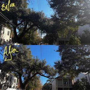 A before and after comparison showing a large tree after professional pruning and trimming by Audubon Tree Care in New Orleans, LA.