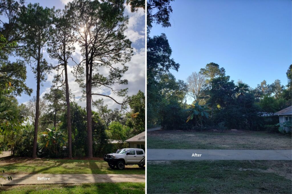 A before and after comparison showing successful tree removal services by Abbott Tree removal in Tallahassee, FL.