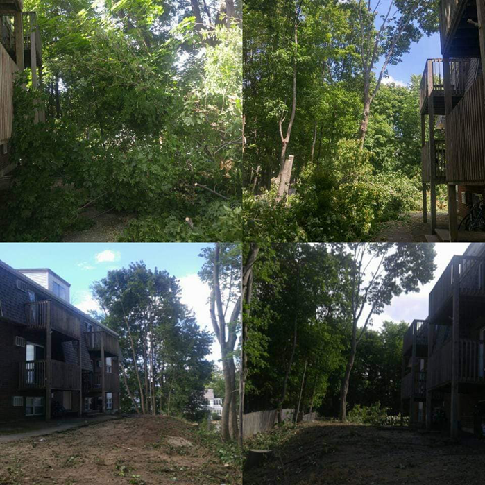 Before and after tree removal and clearing at an apartment complex by Out On A Limb Tree Service in Lowell, MA.