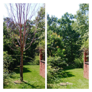 Before and after photos showing successful tree removal, a handyman service by Canopy Crafters in Rock Hill, SC.