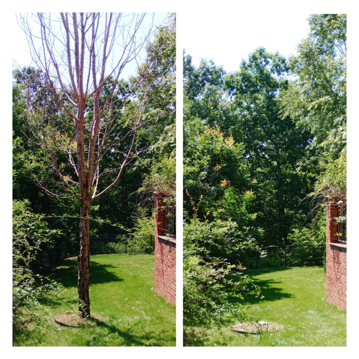 Before and after photos showing successful tree removal, a handyman service by Canopy Crafters in Rock Hill, SC.