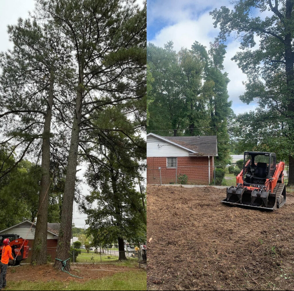 Before and after view of tree removal and land clearing by Tree service Rigoberto peraza in Atlanta, GA, showing tall pines and cleared land.