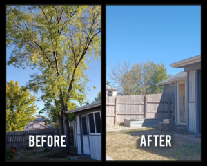 Before and after photos showing a large tree removed by Nick's Tree Service in Wichita, KS, leaving only a stump.