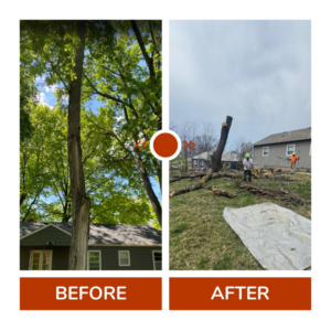 Before and after view of a large tree removal project by Omar Tree Services in Kansas City, MO.
