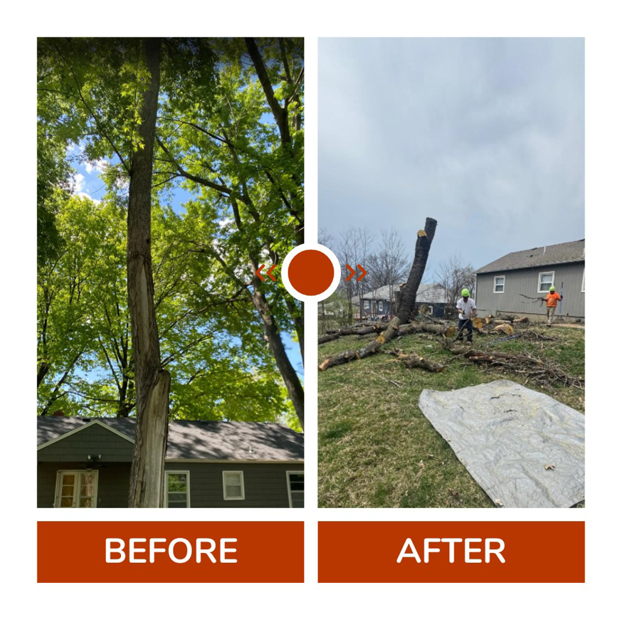 Before and after view of a large tree removal project by Omar Tree Services in Kansas City, MO.