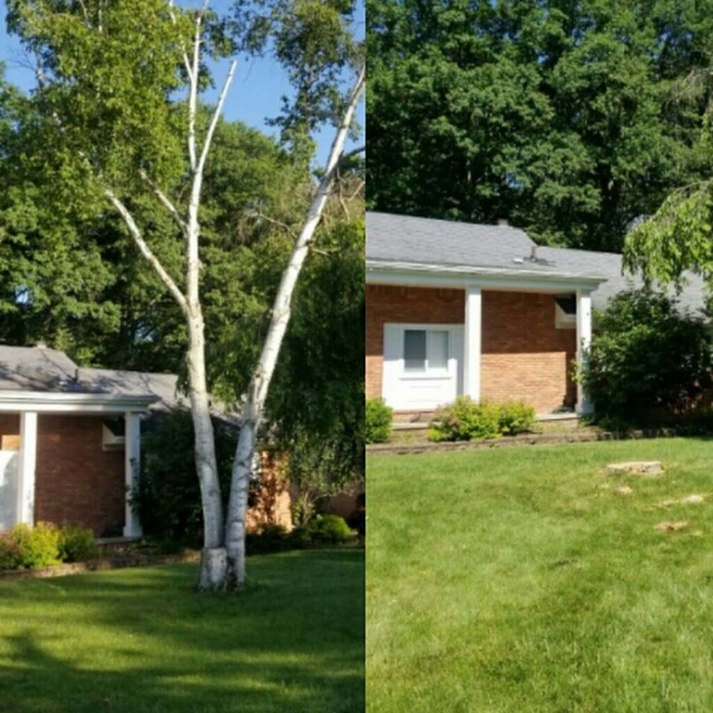 Before and after photos showing a complete tree removal service by Peoria Tree Experts, leaving a clear yard in Peoria, IL.