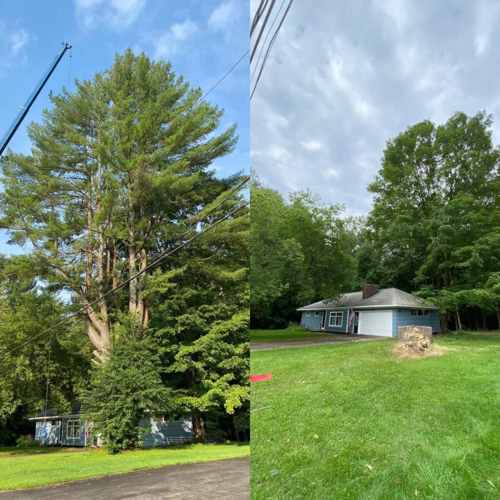 A before and after comparison showing a large tree removed, leaving a stump, by Helmer's Complete Tree Service, LLC in Utica, NY.