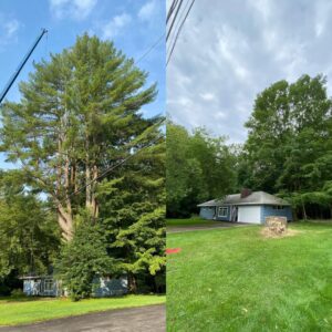 A before and after comparison showing a large tree removed, leaving a stump, by Helmer's Complete Tree Service, LLC in Utica, NY.