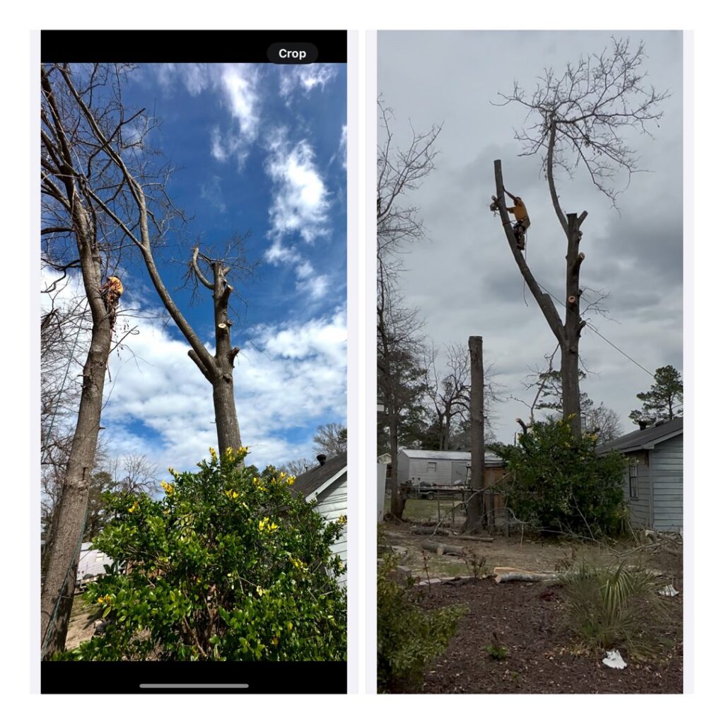Before and after photos showing a tree being removed and the remaining trunks, demonstrating work by Stumps Be Gone in Augusta, GA.