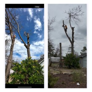 Before and after photos showing a tree being removed and the remaining trunks, demonstrating work by Stumps Be Gone in Augusta, GA.