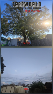 Before and after photos showing a large tree removed by TreeWorld in Jacksonville, FL, with workers and equipment visible.