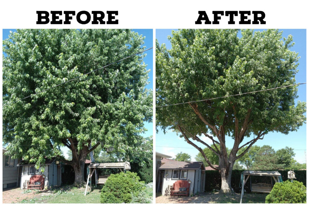 A before and after comparison showing a large tree expertly trimmed by Grand Island Tree Service in Grand Island, NE.