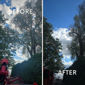 Before and after photos showing professional tree trimming and pruning services by KD TREES in Clarksville, TN.