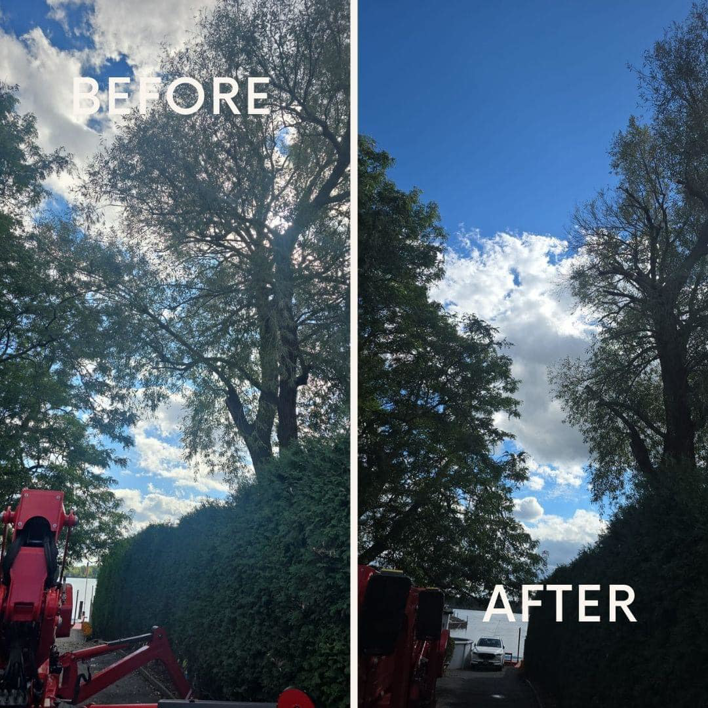 Before and after photos showing professional tree trimming and pruning services by KD TREES in Clarksville, TN.