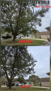 Before and after photos of a tree trimming service in a residential area by TreeWorld in Jacksonville, FL.