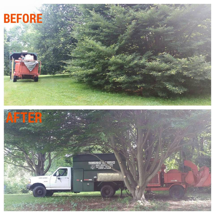Before and after photo of tree trimming with a wood chipper by Trowbridge Tree Service in Bath, MI.