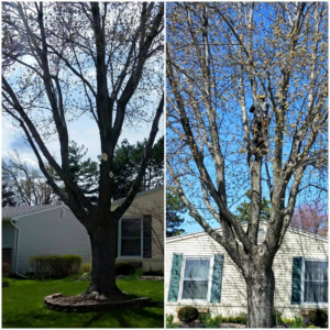 Before and after a tree trimming service with a worker climbing the tree by Trowbridge Tree Service in Bath, MI.