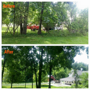 Before and after a wooded area clearing and tree thinning service by Trowbridge Tree Service in Bath, MI.