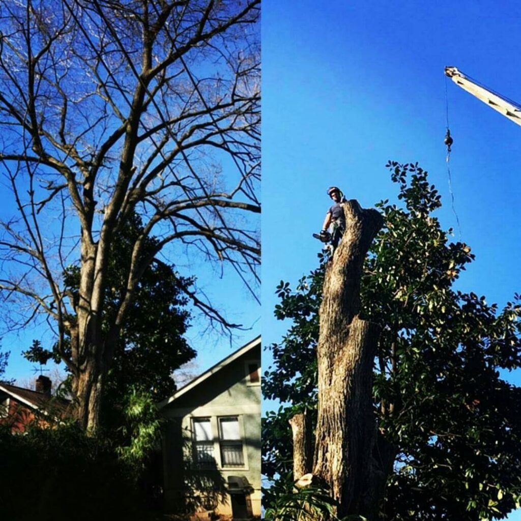 Before and during a large tree removal project, showing a worker and crane, by All Star Tree Service in Memphis, TN.