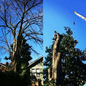 Before and during a large tree removal project, showing a worker and crane, by All Star Tree Service in Memphis, TN.