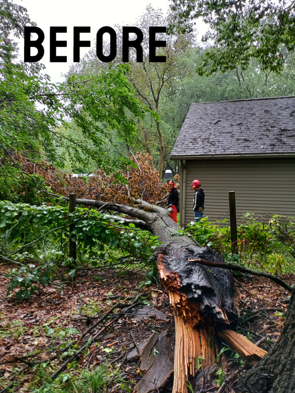 A "BEFORE" view of a large fallen tree with workers, ready for removal by Good Fellers Tree Services in Westland, MI.